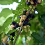 Moruša biela (Morus alba) ´MILANÓWEK´ - výška 20-25 cm, kont. P13